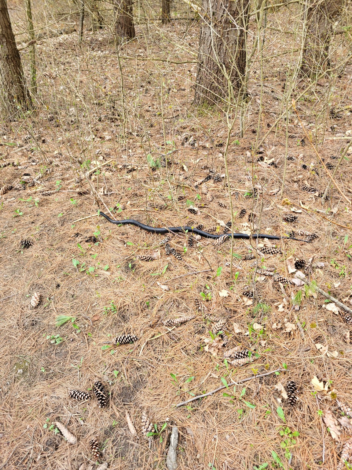 Black snake in the woods